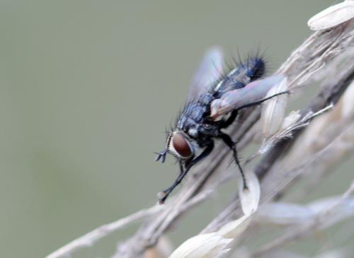 Exorista sp.